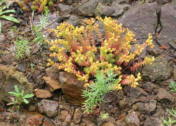 Milder Mauerpfeffer (Sedum sexangulare) - © Bernard Wieser